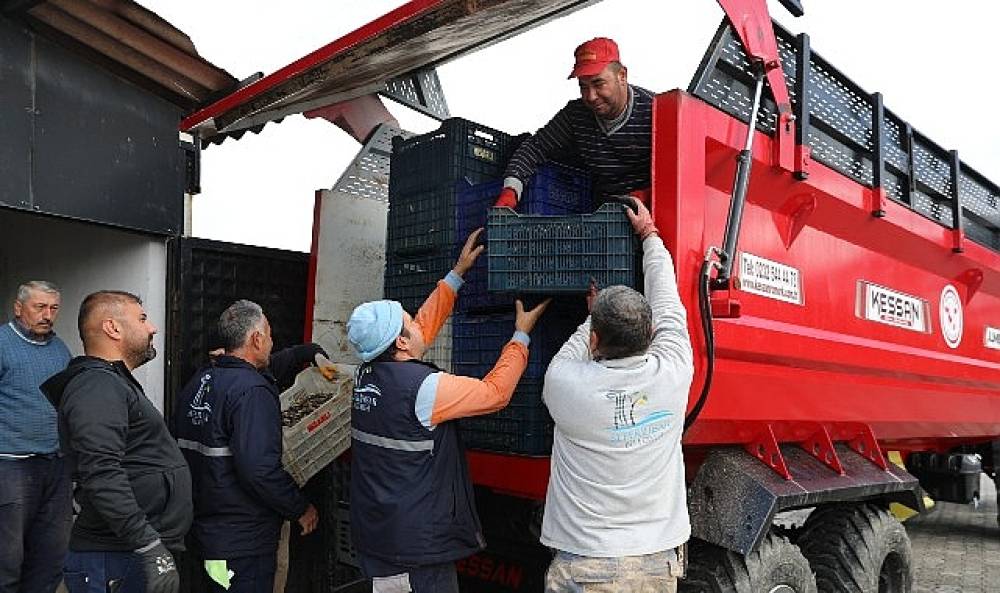 Seferihisar'da Zeytinyağı Sezonu Açıldı