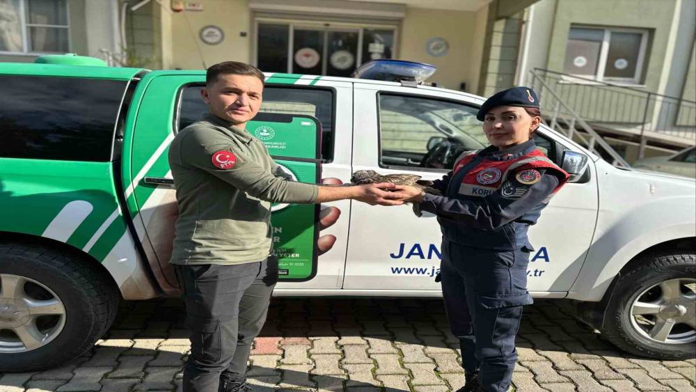 Yaralı baykuş jandarma ekiplerince kurtarıldı
